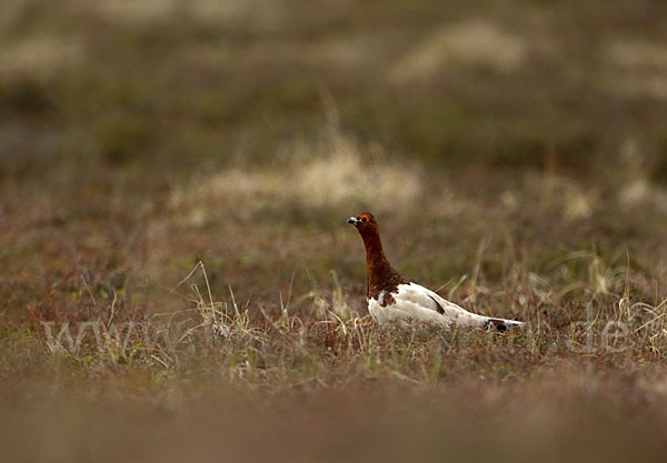 Moorschneehuhn (Lagopus lagopus)