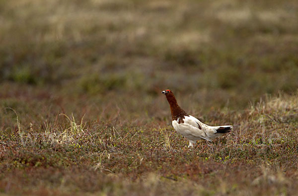 Moorschneehuhn (Lagopus lagopus)