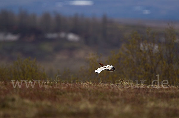 Moorschneehuhn (Lagopus lagopus)