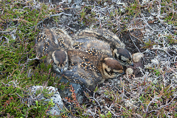 Moorschneehuhn (Lagopus lagopus)