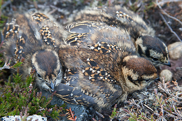 Moorschneehuhn (Lagopus lagopus)