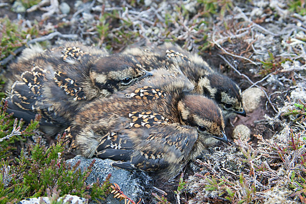 Moorschneehuhn (Lagopus lagopus)