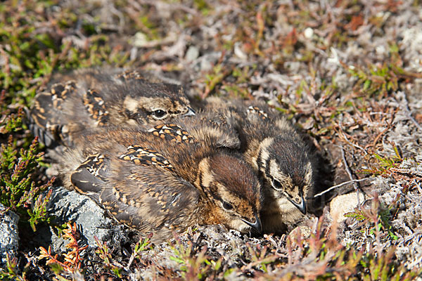 Moorschneehuhn (Lagopus lagopus)