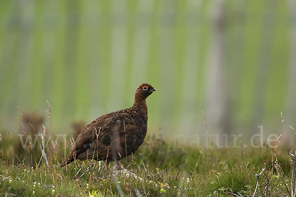 Moorschneehuhn (Lagopus lagopus)