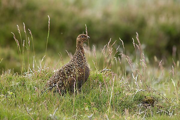 Moorschneehuhn (Lagopus lagopus)