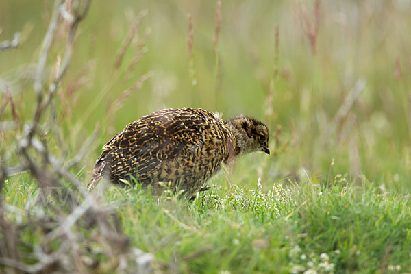 Moorschneehuhn (Lagopus lagopus)