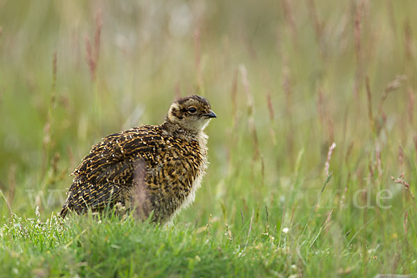 Moorschneehuhn (Lagopus lagopus)