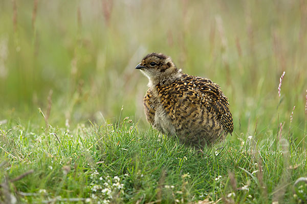 Moorschneehuhn (Lagopus lagopus)