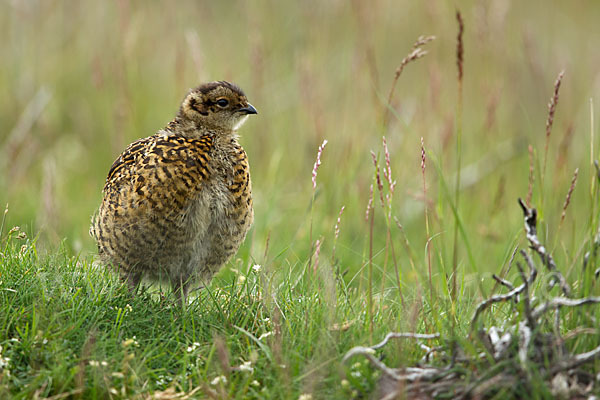 Moorschneehuhn (Lagopus lagopus)