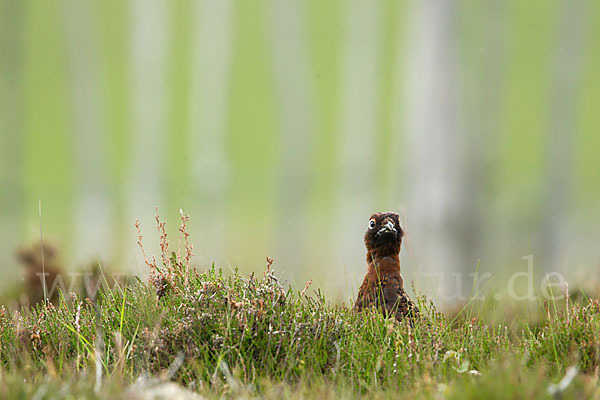 Moorschneehuhn (Lagopus lagopus)