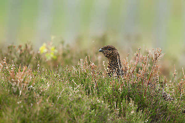 Moorschneehuhn (Lagopus lagopus)