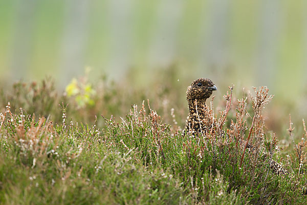 Moorschneehuhn (Lagopus lagopus)