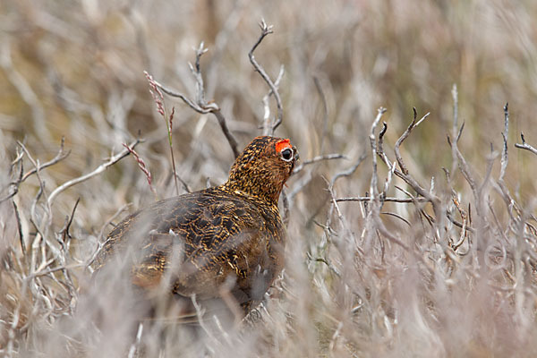 Moorschneehuhn (Lagopus lagopus)