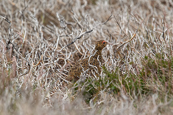 Moorschneehuhn (Lagopus lagopus)