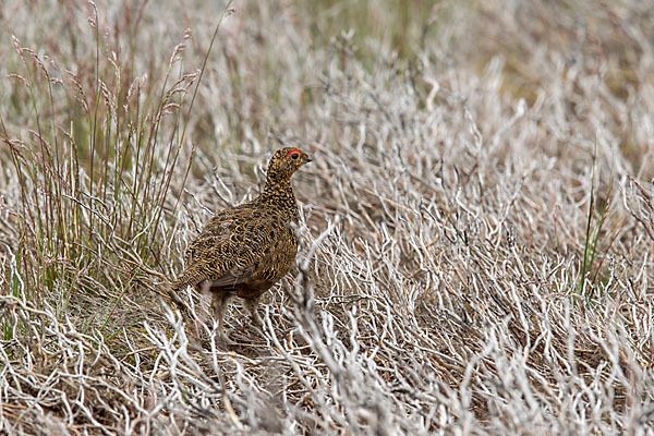 Moorschneehuhn (Lagopus lagopus)