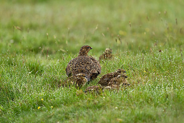 Moorschneehuhn (Lagopus lagopus)