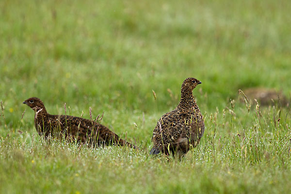 Moorschneehuhn (Lagopus lagopus)