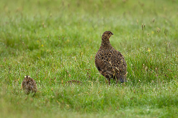 Moorschneehuhn (Lagopus lagopus)