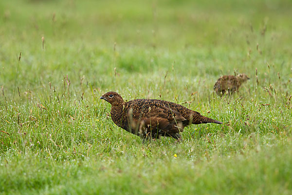 Moorschneehuhn (Lagopus lagopus)