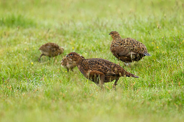 Moorschneehuhn (Lagopus lagopus)