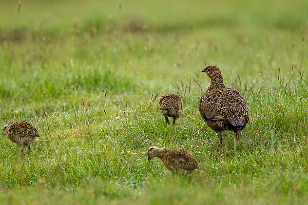 Moorschneehuhn (Lagopus lagopus)