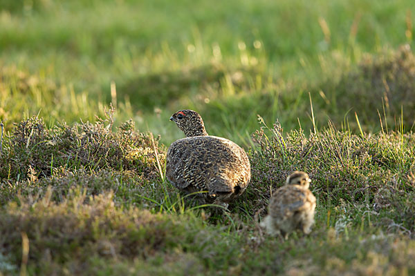 Moorschneehuhn (Lagopus lagopus)