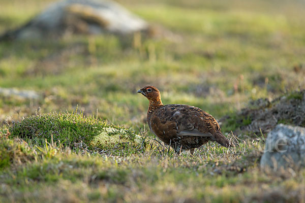 Moorschneehuhn (Lagopus lagopus)