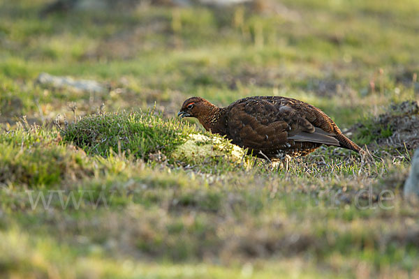 Moorschneehuhn (Lagopus lagopus)