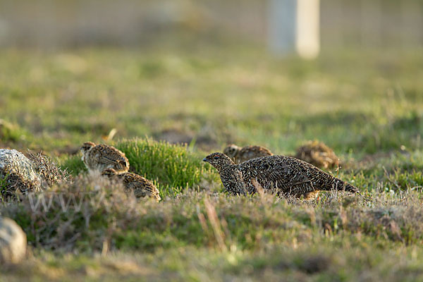 Moorschneehuhn (Lagopus lagopus)