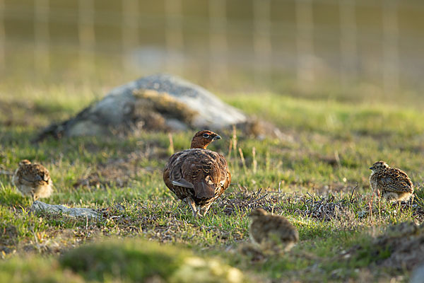 Moorschneehuhn (Lagopus lagopus)