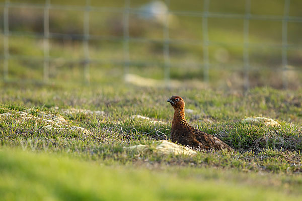 Moorschneehuhn (Lagopus lagopus)