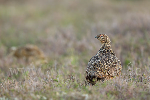 Moorschneehuhn (Lagopus lagopus)