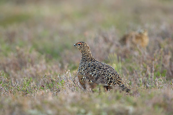 Moorschneehuhn (Lagopus lagopus)