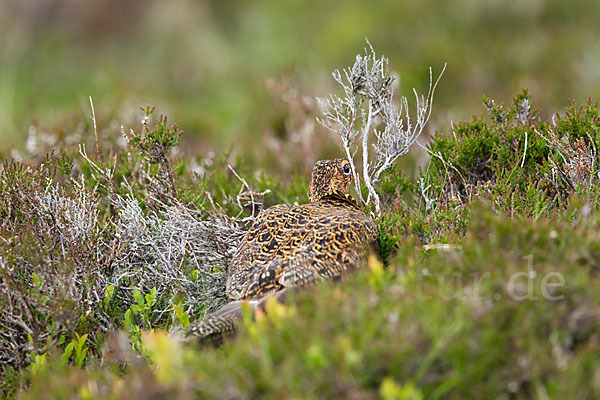 Moorschneehuhn (Lagopus lagopus)