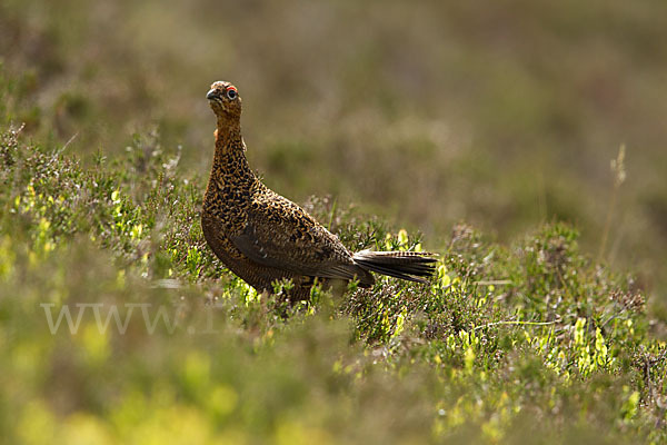 Moorschneehuhn (Lagopus lagopus)