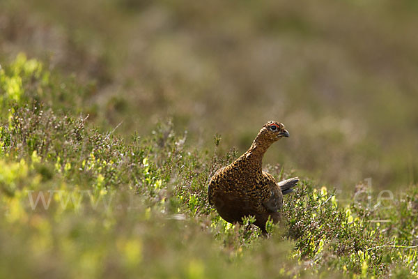 Moorschneehuhn (Lagopus lagopus)