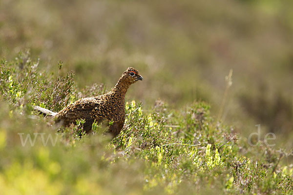 Moorschneehuhn (Lagopus lagopus)