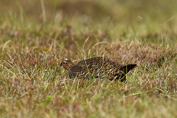 Moorschneehuhn (Lagopus lagopus)