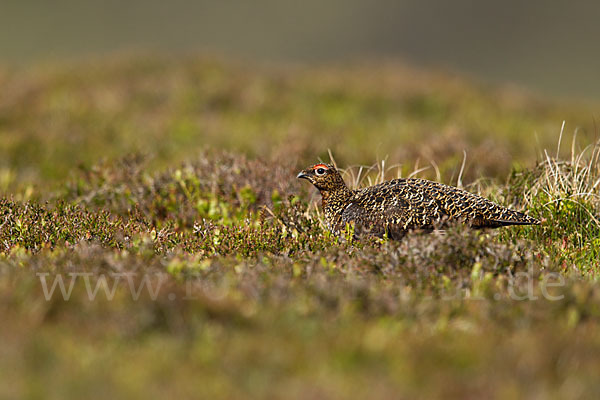 Moorschneehuhn (Lagopus lagopus)