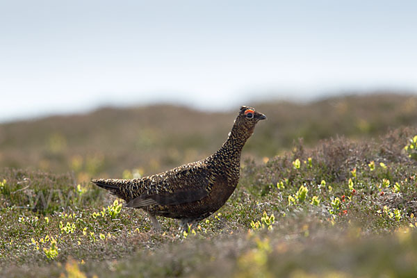 Moorschneehuhn (Lagopus lagopus)