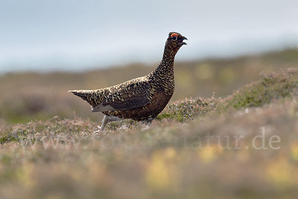 Moorschneehuhn (Lagopus lagopus)