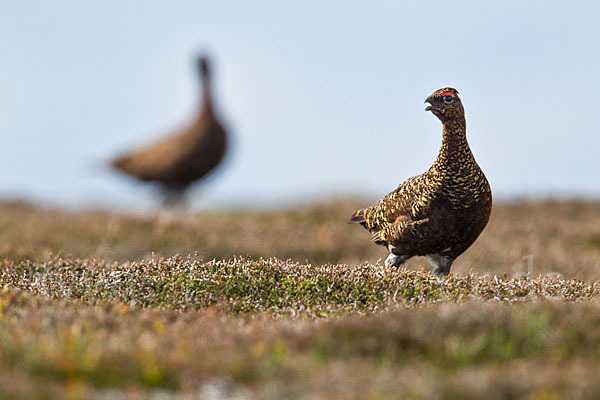 Moorschneehuhn (Lagopus lagopus)