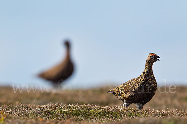 Moorschneehuhn (Lagopus lagopus)