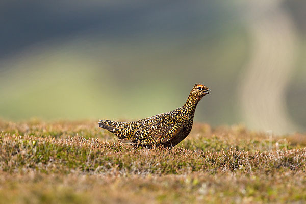 Moorschneehuhn (Lagopus lagopus)