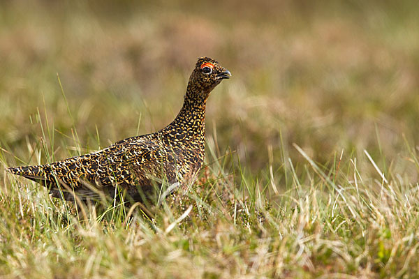 Moorschneehuhn (Lagopus lagopus)