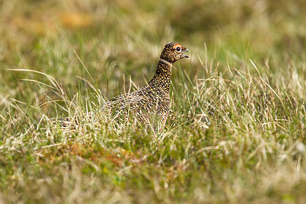 Moorschneehuhn (Lagopus lagopus)