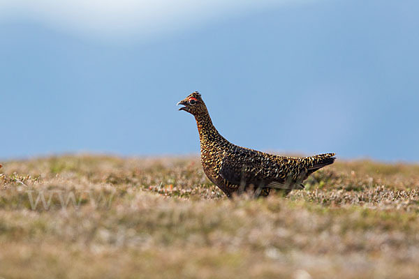 Moorschneehuhn (Lagopus lagopus)