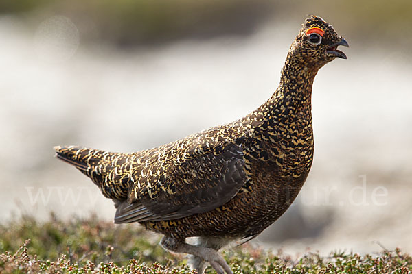 Moorschneehuhn (Lagopus lagopus)