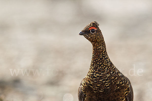 Moorschneehuhn (Lagopus lagopus)