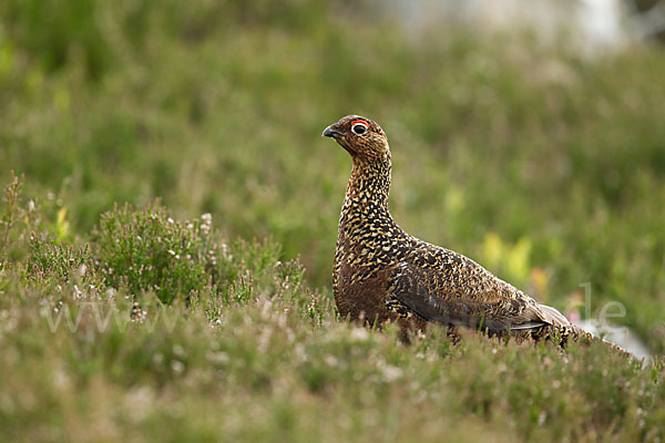 Moorschneehuhn (Lagopus lagopus)